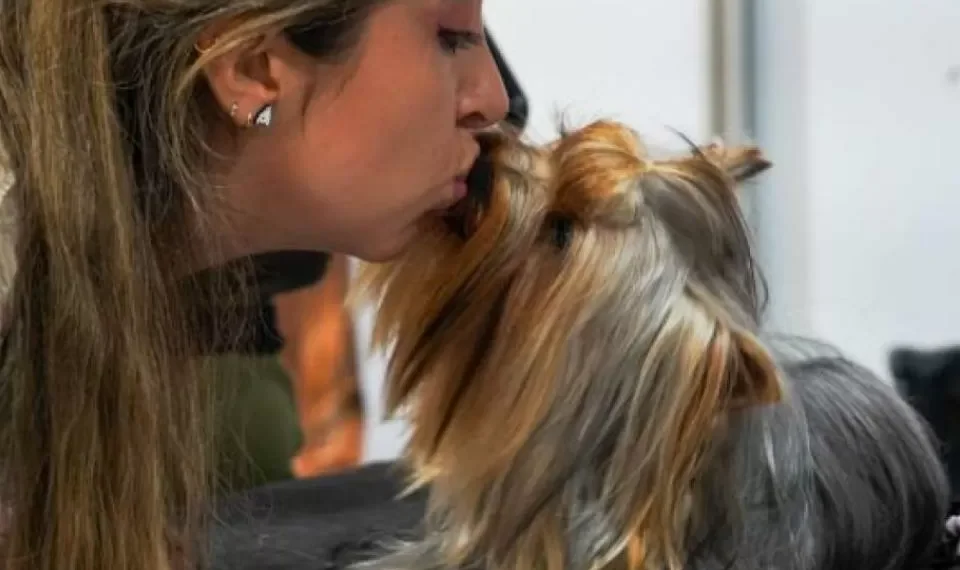 Cuál es la raza de perro más favorita y elegida por los colombianos, según la IA