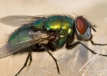 No le gustará: lo que ocurre en su comida cada vez que una mosca la pisa
