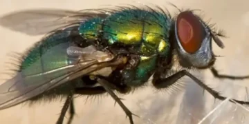 No le gustará: lo que ocurre en su comida cada vez que una mosca la pisa