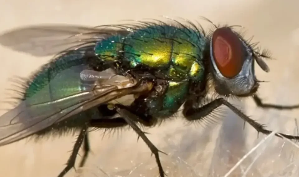 No le gustará: lo que ocurre en su comida cada vez que una mosca la pisa