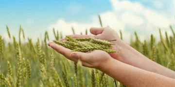 Governo brasileiro anuncia maior Plano Safra da história; saiba mais