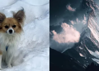 ‘Un héroe’: perro chihuahua rescata a su dueño luego decaer en un glaciar