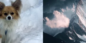‘Un héroe’: perro chihuahua rescata a su dueño luego decaer en un glaciar