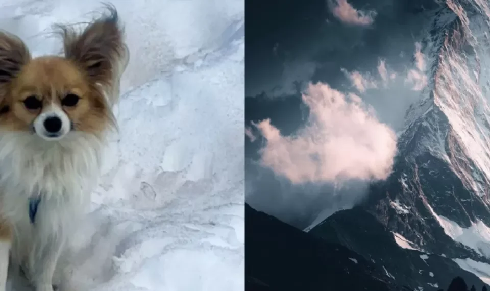 ‘Un héroe’: perro chihuahua rescata a su dueño luego decaer en un glaciar