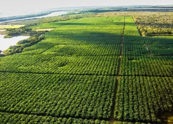 Tarifa de Trump ameaça exportação de 77 mil toneladas de frutas brasileiras aos EUA