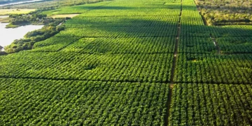 Tarifa de Trump ameaça exportação de 77 mil toneladas de frutas brasileiras aos EUA