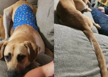 Este perro está causando polémica por su cola: dicen que es la más larga del planeta