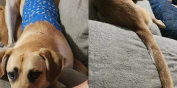 Este perro está causando polémica por su cola: dicen que es la más larga del planeta