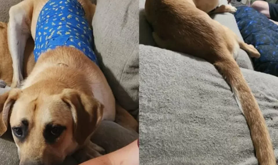 Este perro está causando polémica por su cola: dicen que es la más larga del planeta