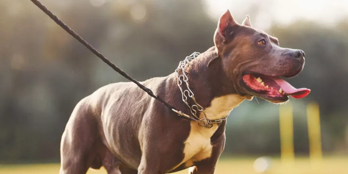 SC restringe circulação de Pit Bulls e outras 10 raças em espaços públicos