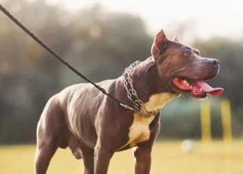 SC restringe circulação de Pit Bulls e outras 10 raças em espaços públicos