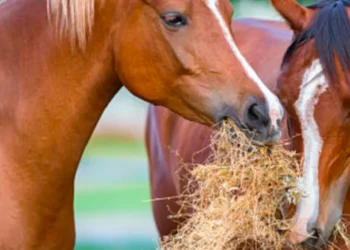 Zoológico pide donaciones de mascotas para alimentar depredadores: aceptan caballos