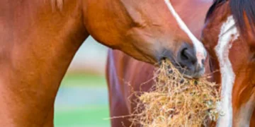 Zoológico pide donaciones de mascotas para alimentar depredadores: aceptan caballos