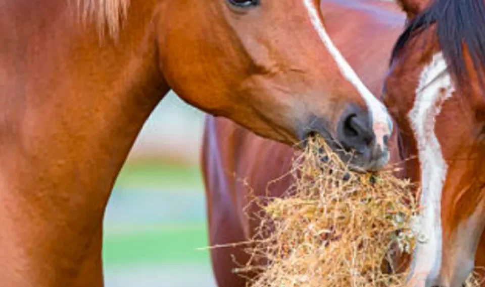 Zoológico pide donaciones de mascotas para alimentar depredadores: aceptan caballos