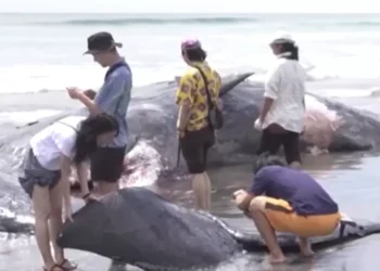 Desolador hallazgo en Japón: encuentran los cuerpos de cuatro ballenas en una playa