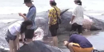 Desolador hallazgo en Japón: encuentran los cuerpos de cuatro ballenas en una playa