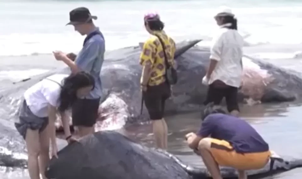 Desolador hallazgo en Japón: encuentran los cuerpos de cuatro ballenas en una playa