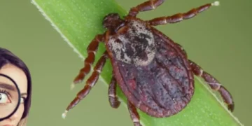 No las espantan, las atraen: las 3 plantas que podrían llenar de garrapatas su hogar