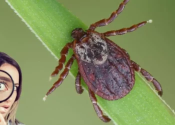 No las espantan, las atraen: las 3 plantas que podrían llenar de garrapatas su hogar