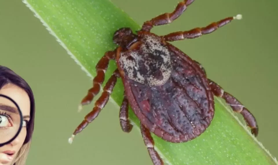 No las espantan, las atraen: las 3 plantas que podrían llenar de garrapatas su hogar