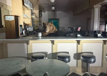 Camarero inesperado: un oso ‘se toma’ el mostrador de una heladería en California