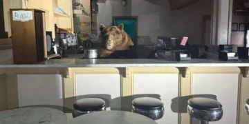 Camarero inesperado: un oso ‘se toma’ el mostrador de una heladería en California
