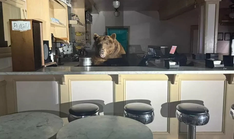 Camarero inesperado: un oso ‘se toma’ el mostrador de una heladería en California