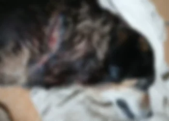 Vizinho açougueiro é suspeito de esfaquear e matar cão em Timbó; família pede justiça