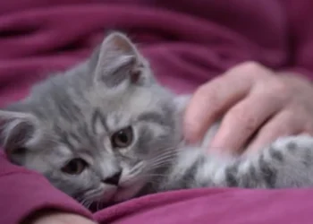 ¿Por qué los gatos y no los ratones serían ideales para investigar demencia en humanos?