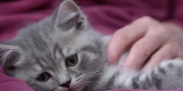 ¿Por qué los gatos y no los ratones serían ideales para investigar demencia en humanos?