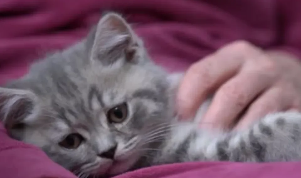 ¿Por qué los gatos y no los ratones serían ideales para investigar demencia en humanos?