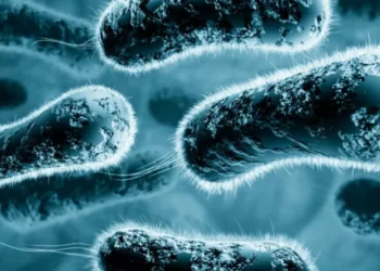 La bacteria marina que podría estar más cerca de lo que creen los colombianos