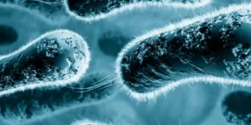 La bacteria marina que podría estar más cerca de lo que creen los colombianos