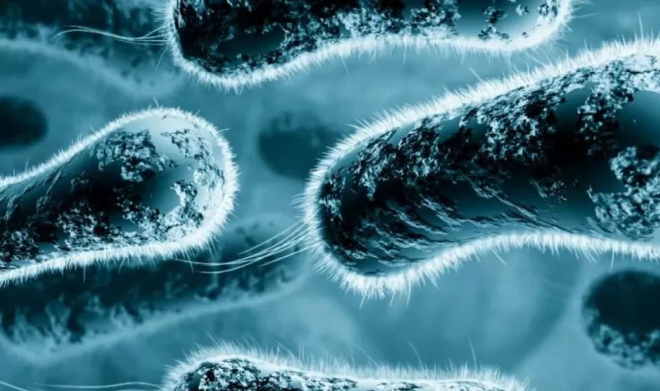 La bacteria marina que podría estar más cerca de lo que creen los colombianos