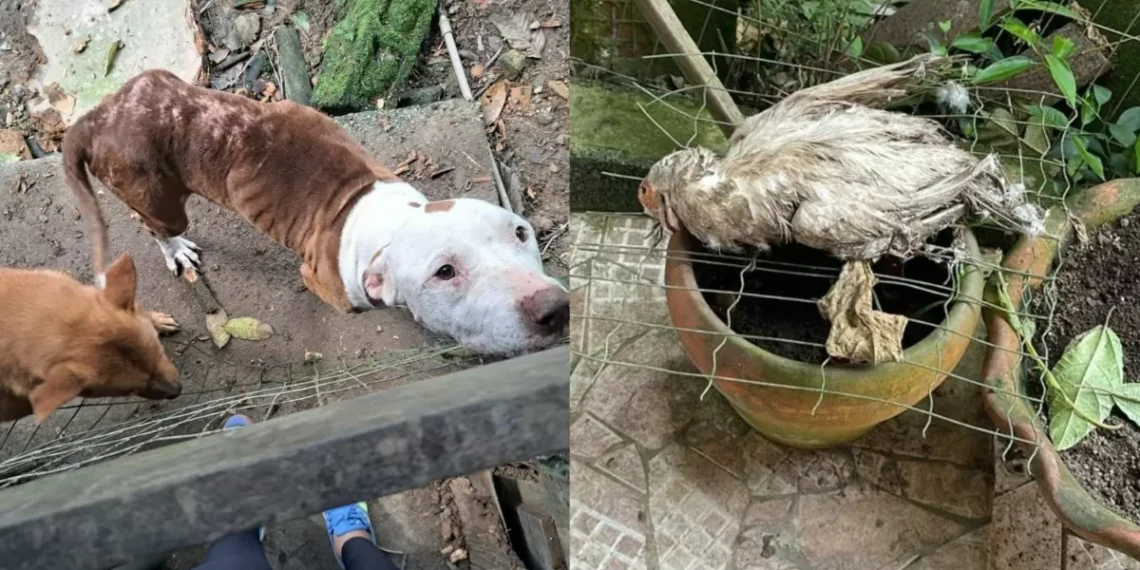 Mãe e filho são presos em Blumenau por manter cães, gatos e aves em condições insalubres