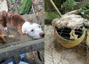 Mãe e filho são presos em Blumenau por manter cães, gatos e aves em condições insalubres