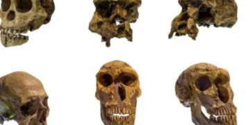 Un fósil de un millón de años abre nuevas preguntas sobre la historia de la evolución