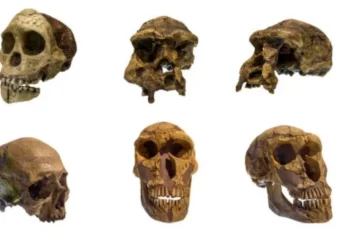 Un fósil de un millón de años abre nuevas preguntas sobre la historia de la evolución