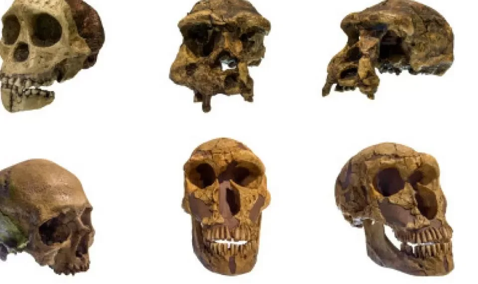 Un fósil de un millón de años abre nuevas preguntas sobre la historia de la evolución