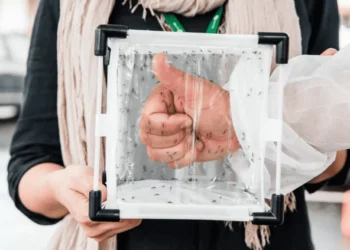 Brasil ganha segunda fábrica de mosquitos para combater dengue