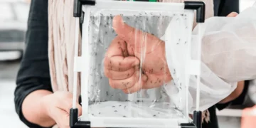 Brasil ganha segunda fábrica de mosquitos para combater dengue