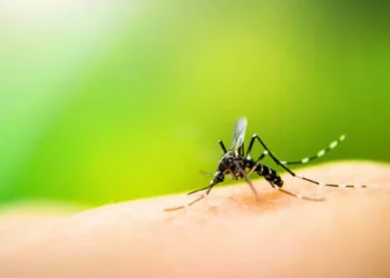 Blumenau soma 398 casos confirmados de dengue em 2025
