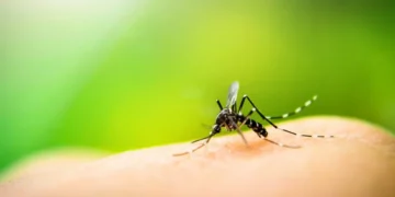 Blumenau soma 398 casos confirmados de dengue em 2025