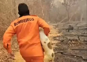 Coragem em ação: bombeiro salva cachorro preso em meio ao fogo no interior do Piauí