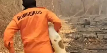 Coragem em ação: bombeiro salva cachorro preso em meio ao fogo no interior do Piauí