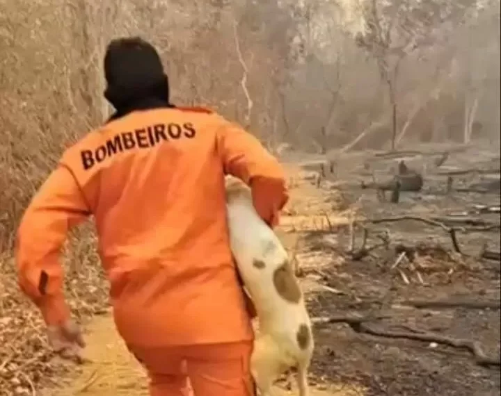 Coragem em ação: bombeiro salva cachorro preso em meio ao fogo no interior do Piauí