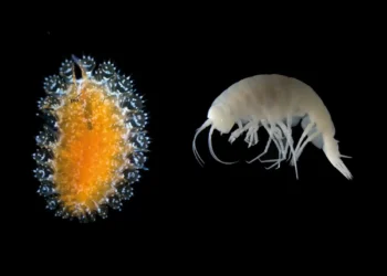 Criaturas bizarras, incluindo parasita “pipoca”, são descobertas nos oceanos