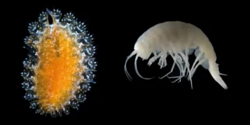 Criaturas bizarras, incluindo parasita “pipoca”, são descobertas nos oceanos