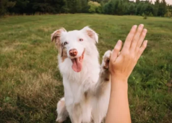 Ley Kiara establece reglas y contratos obligatorios para paseadores de mascotas