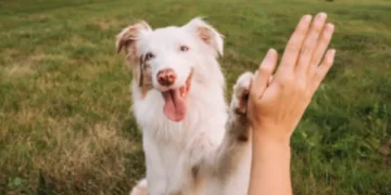 Ley Kiara establece reglas y contratos obligatorios para paseadores de mascotas